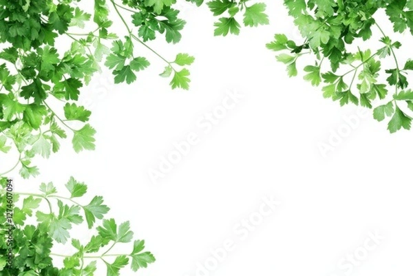 Obraz Fresh Green Parsley Leaves Isolated on a Clean White Background for Culinary Inspiration