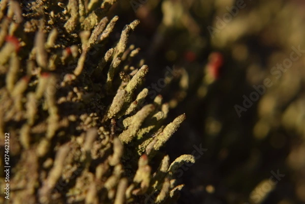 Fototapeta Macro Photo of Red-Tipped Lichen Stalks Amid Green Moss in a Natural Habitat