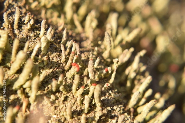 Fototapeta Macro Photo of Red-Tipped Lichen Stalks Amid Green Moss in a Natural Habitat
