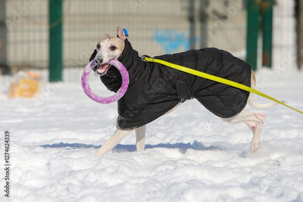 Obraz Dog play in the snow