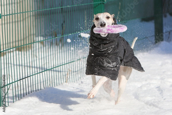 Obraz Dog play in the snow