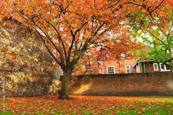 Fototapeta Beautiful autumn with colorful leafs
