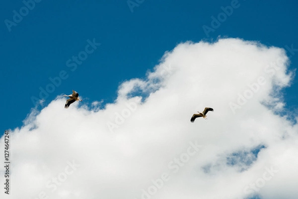 Obraz Two storks flying in a cloudy sky
