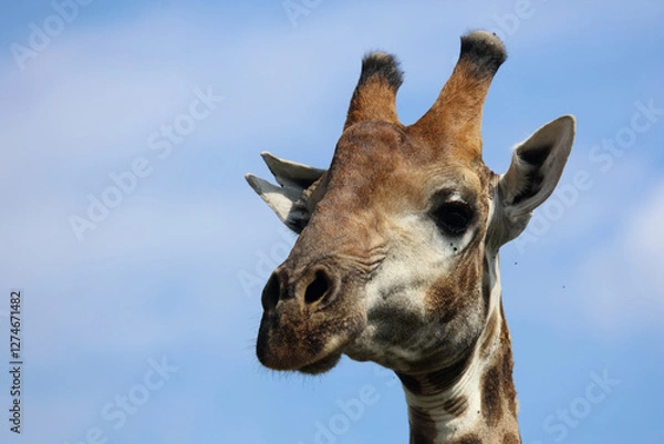Fototapeta Giraffe / Giraffe / Giraffa camelopardalis