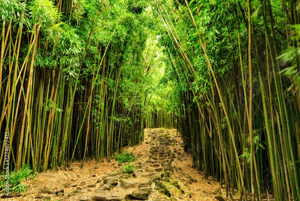 Fototapeta Bamboo Forest surroundingf the pipiwai trail on Maui.