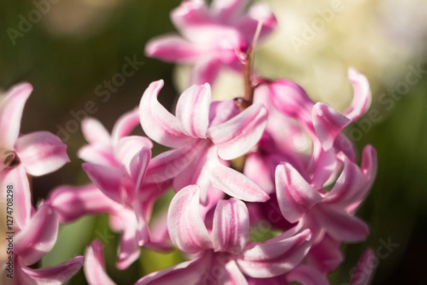 Obraz Blurred macro background: pink hyacinth blooming. Spring tenderness abstraction