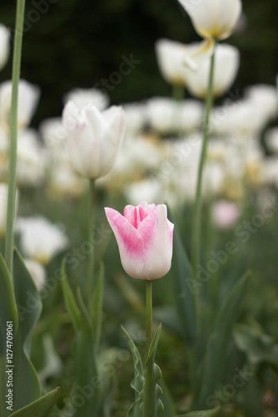 Obraz One white and pink tulip among white tulips blooming in the garden in spring, background