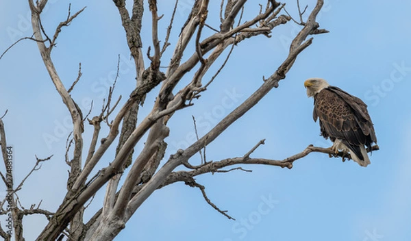 Fototapeta American bald eagle perched in a bare tree in winter.