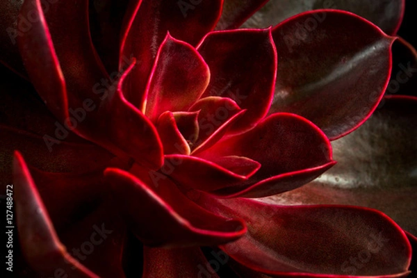 Obraz Succulent echeveria