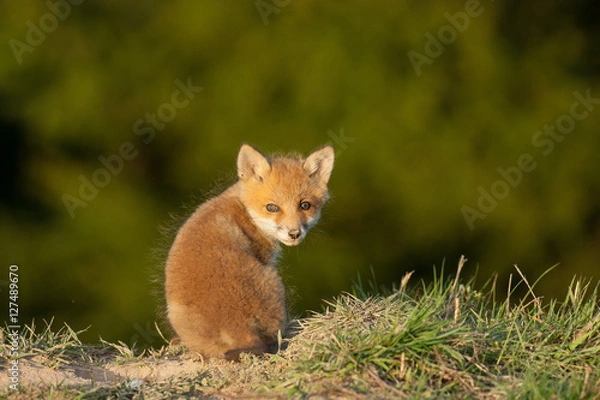 Obraz red fox