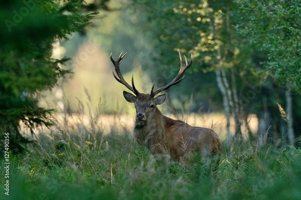 Obraz red deer