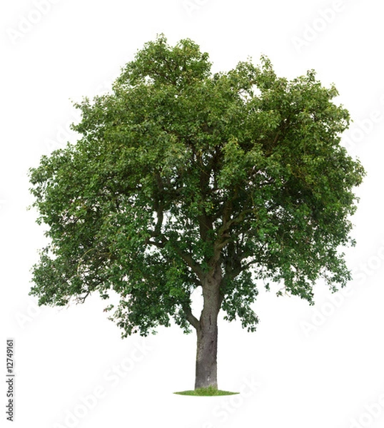 Obraz Isolated Apple Tree