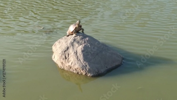 Fototapeta turtle on rock in lake, panama rach park