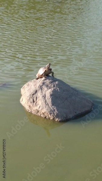 Fototapeta turtle on rock in lake, panama rach park