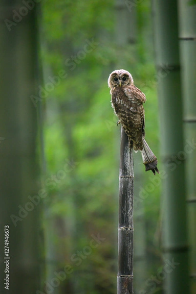Fototapeta 竹林と梟