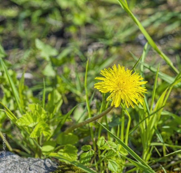 Obraz large yellow dandelion