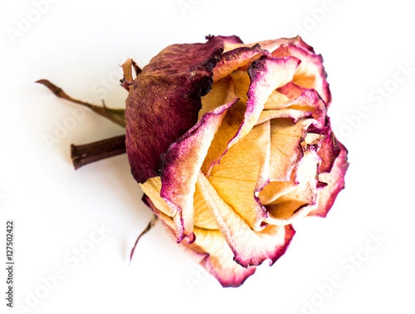 Fototapeta The dried rose.