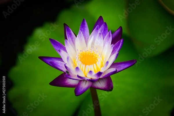 Fototapeta purple water lily