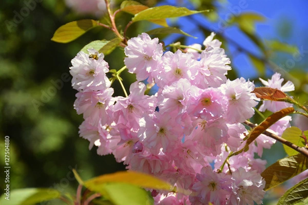 Obraz beautiful and unusual flowers