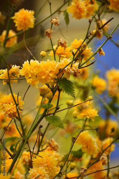 Obraz beautiful and unusual flowers