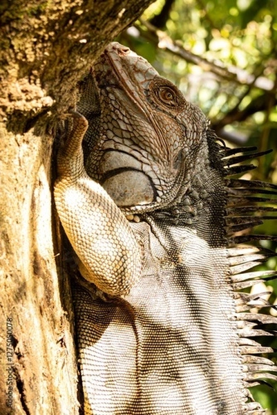 Obraz Lizard on tree