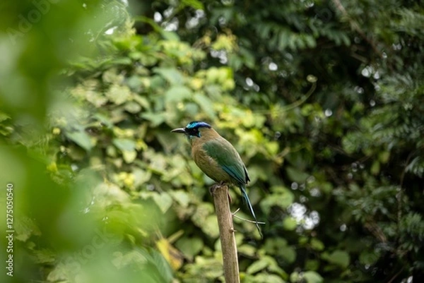 Obraz Motmot on a tree