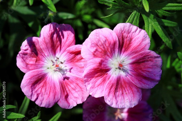 Obraz Geranium Elke Flowers