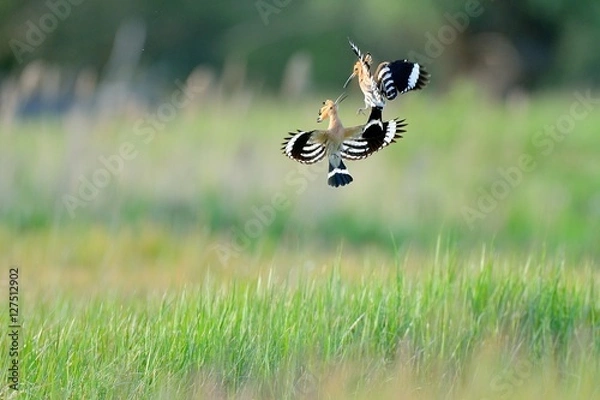 Obraz hoopoe