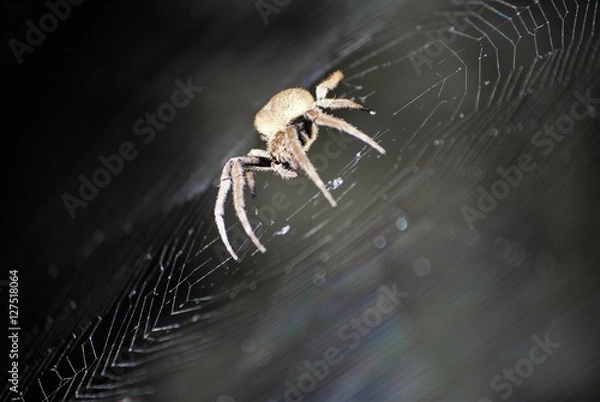 Fototapeta spider in its net