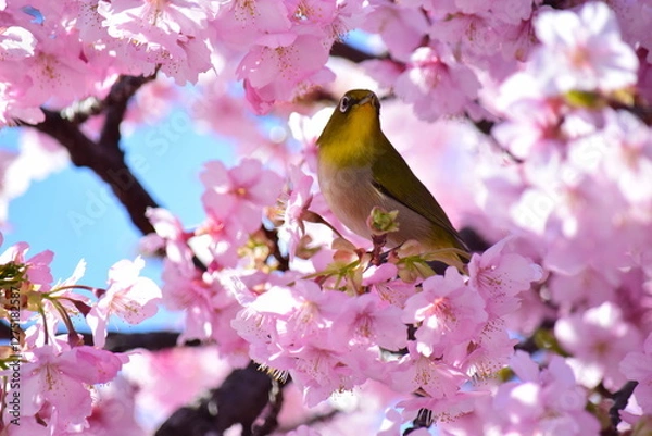 Fototapeta 桜の花