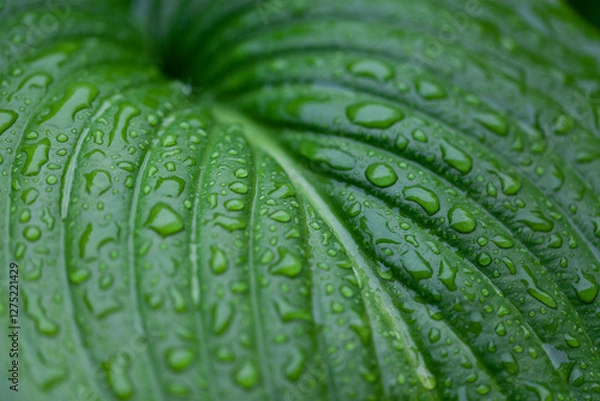 Fototapeta Green leaf with water drops for background