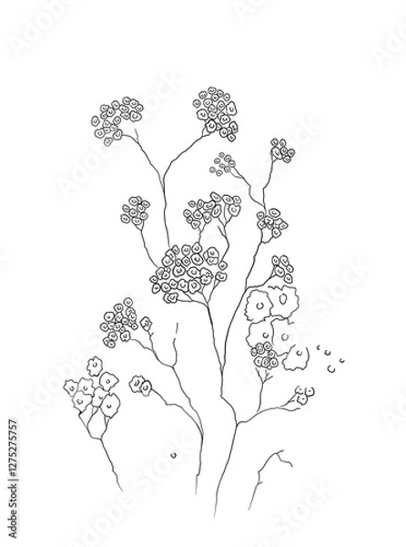 Obraz Black and white digital art floral template. Isolated Hand drawn black contours of small gypsophila flowers on white background. Template for design, coloring page, invitation.