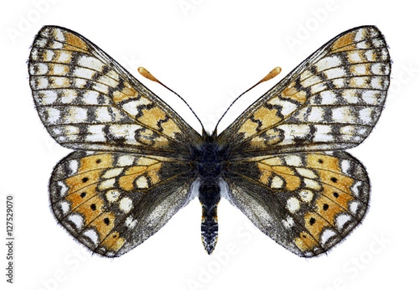 Obraz Butterfly Euphydryas aurinia sareptensis on a white background
