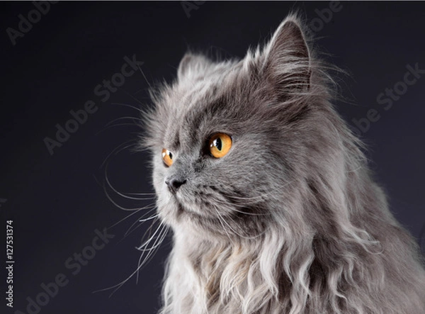 Obraz Persian grey cat