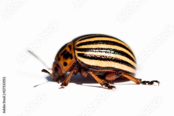Fototapeta Colorado Potato Beetle