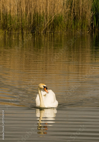 Fototapeta Mute Swan