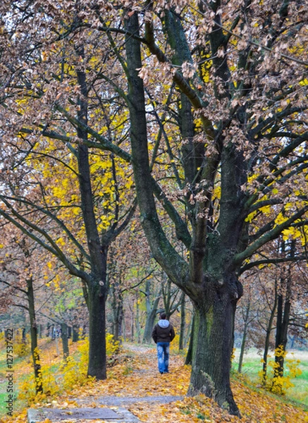 Obraz Young boy and autumn