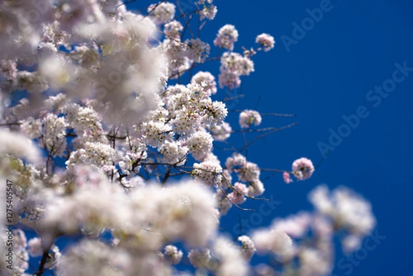 Fototapeta Spring blossom tree branch with white flowers. Spring background. Blooming tree branches white flowers and blue sky background, close up. Cherry blossom, spring garden, orchard, spring sunny day.