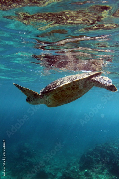 Fototapeta ウミガメの住む海