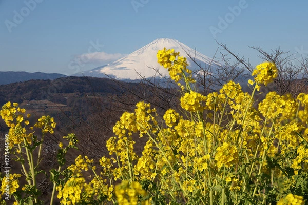 Obraz 富士山と早咲菜の花
