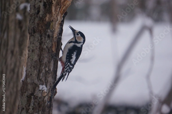 Obraz 木を突くアカゲラ