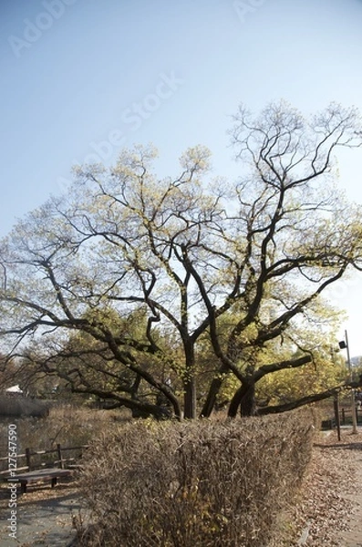 Fototapeta 가을 풍경