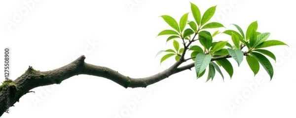Fototapeta A single, twisted jungle branch isolated on white background, twisted tree, greenery, foliage