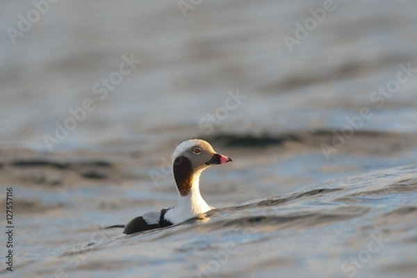 Obraz long tailed duck