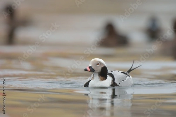Obraz long tailed duck