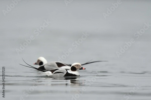 Obraz long tailed duck