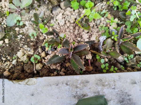 Fototapeta Kalanchoe Daigremontiana starting to grow