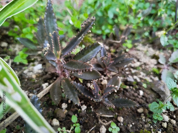 Fototapeta Kalanchoe Daigremontiana starting to grow