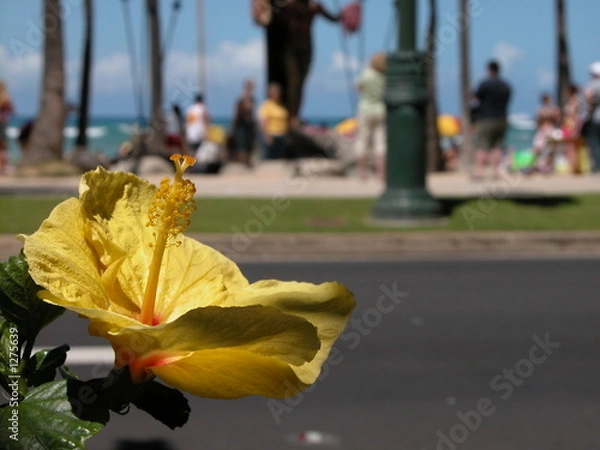 Obraz waikiki flower