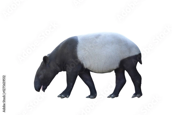 Fototapeta Asian tapir isolated on a white background with clipping path.